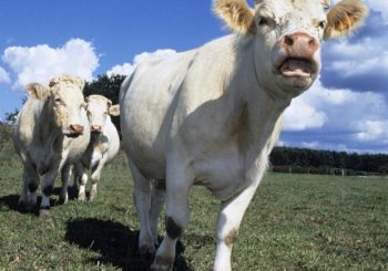 Fête de l’agriculture à Bourbon-Lancy